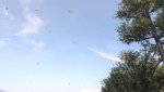 Forza Horizon 5 2021-11-20 22-37-05.jpg