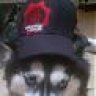 Lord_Husky