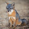 FoxGrey
