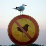 DirtyBird
