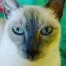 Delenn