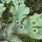 Marchantia