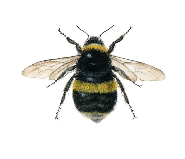 Bombus%20terrestris.jpg