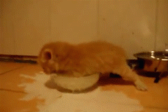 Pxusjyl.gif