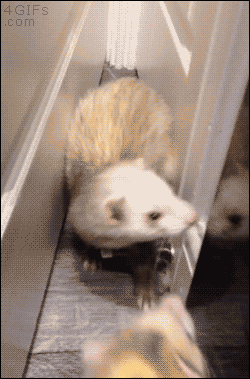 tumblr_nkluvoDo2P1tlb56zo1_250.gif