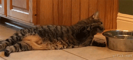 84610329.gif