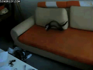 84719009.gif