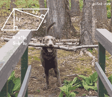 84851689.gif